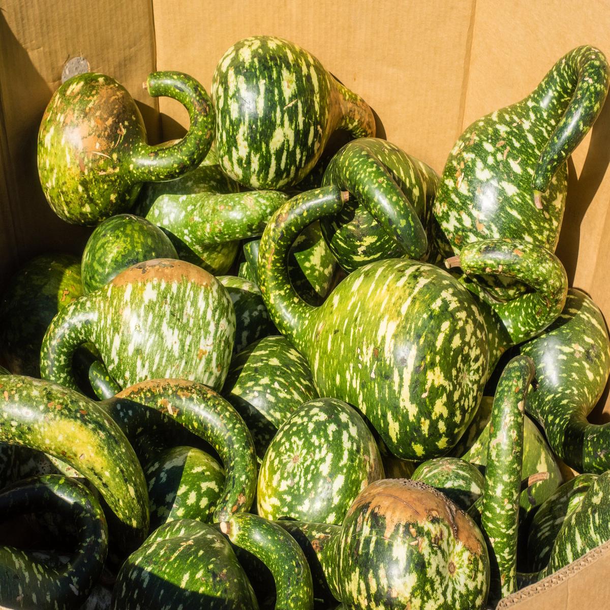 Gourd Speckled Swan Seeds