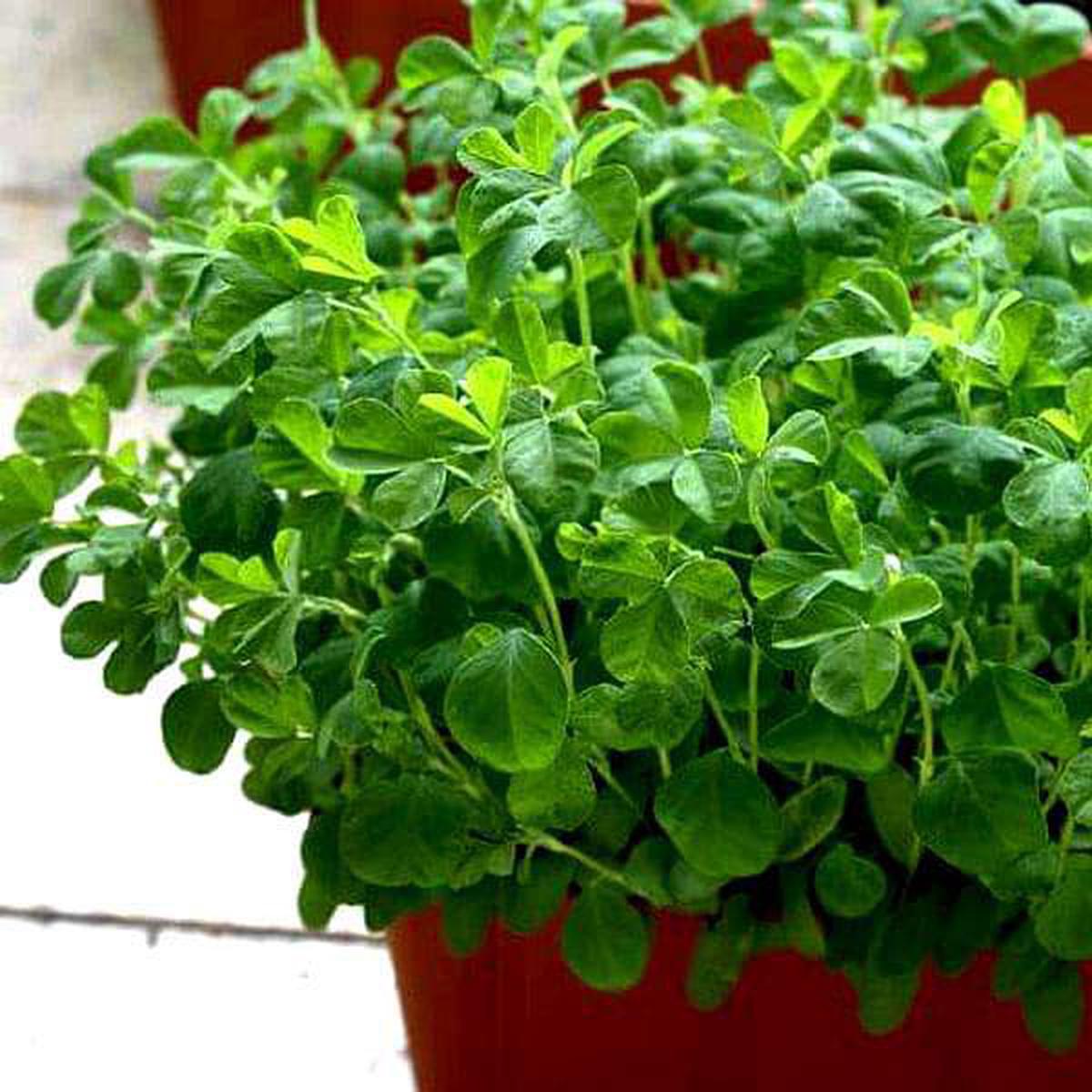 Methi Kasturi, Fenugreek - Vegetable Seeds - Default Title