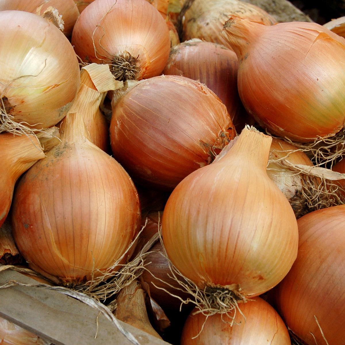Onion, Cortland F1 (Certified Organic Seeds)