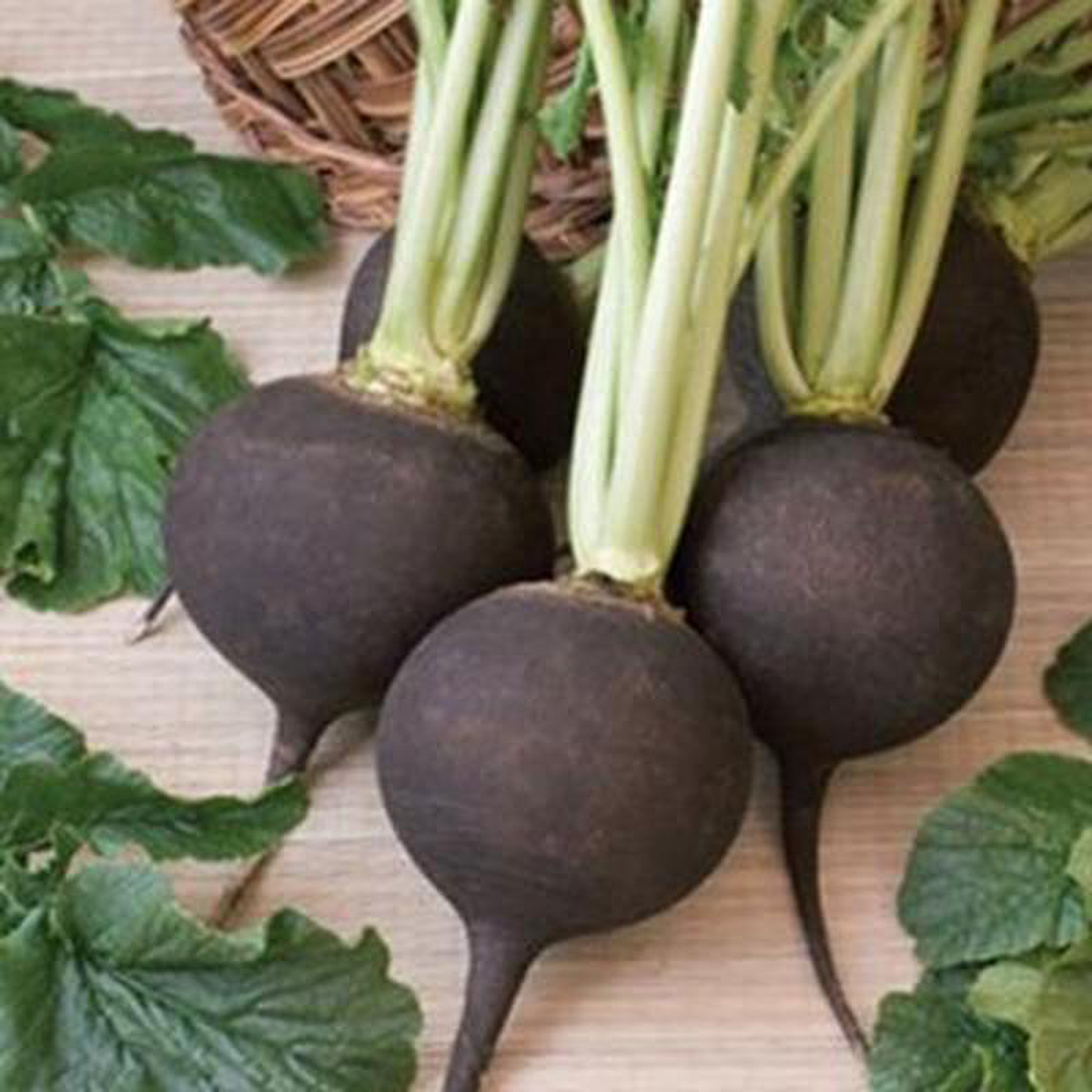 Organic Radish Black Spanish 8211 Metchosin Farm Seeds