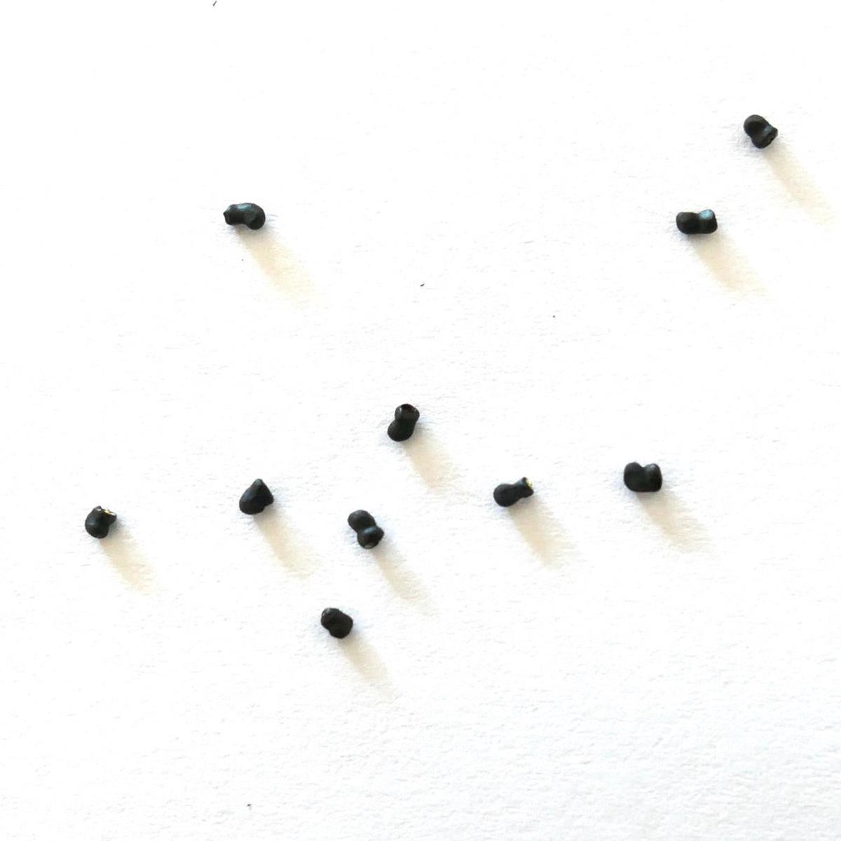 Thelocactus macdowellii SEEDS - 10 Seeds