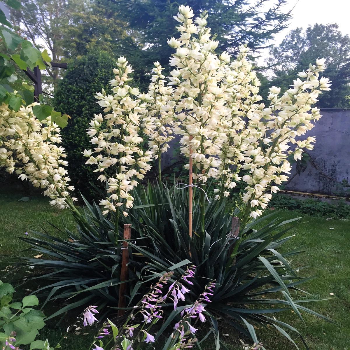 100 YUCCA (Soapweed / Soapwell / Beargrass / Great Plains Yucca) Yucca Glauca Flower Seeds