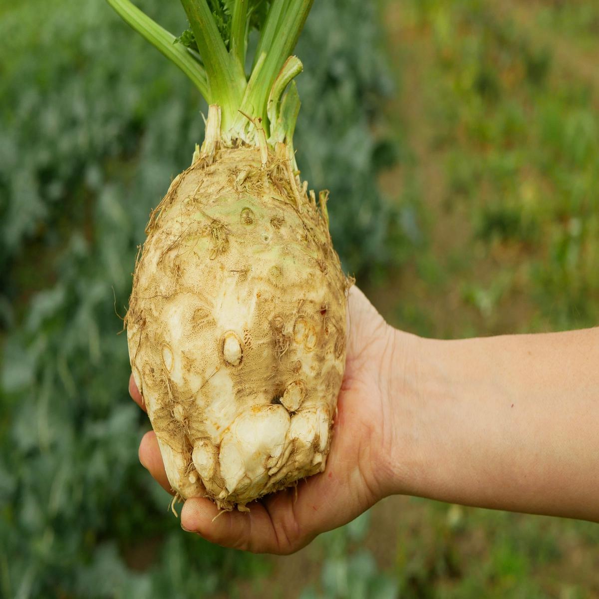 500 GIANT PRAGUE CELERIAC Apium Graveolens Celery Root Vegetable Seeds