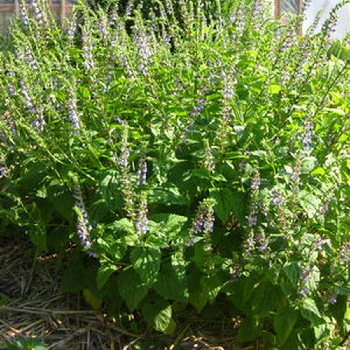 Baikal Scullcap Oriental Breeze - Eagleridge Seeds