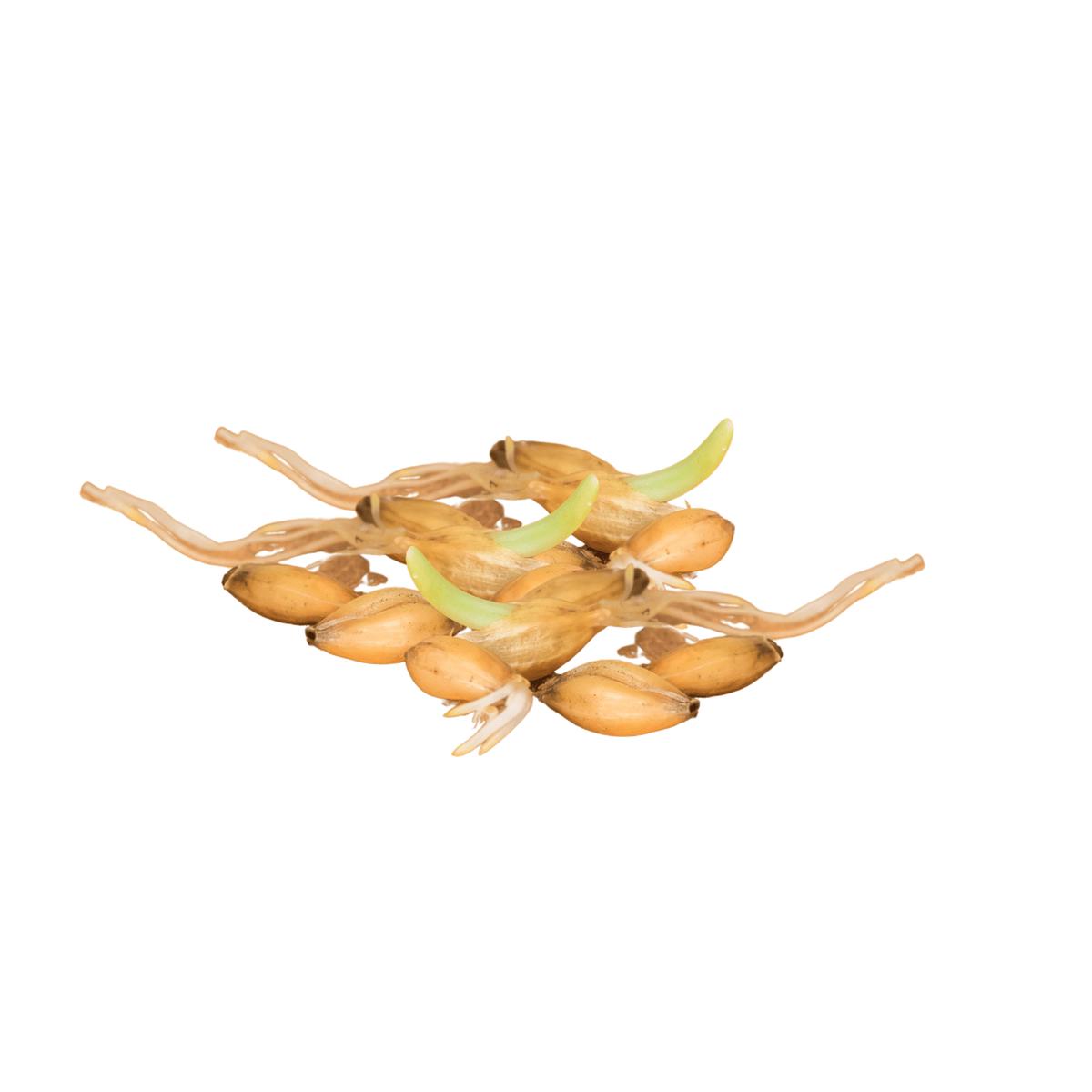 Barley Certified Organic Sprouting Seeds | West Coast Seeds