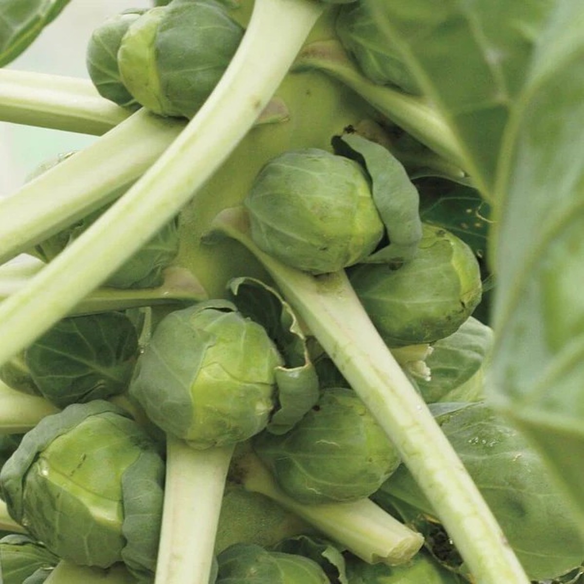 Broccoli - Igor F1 Organic