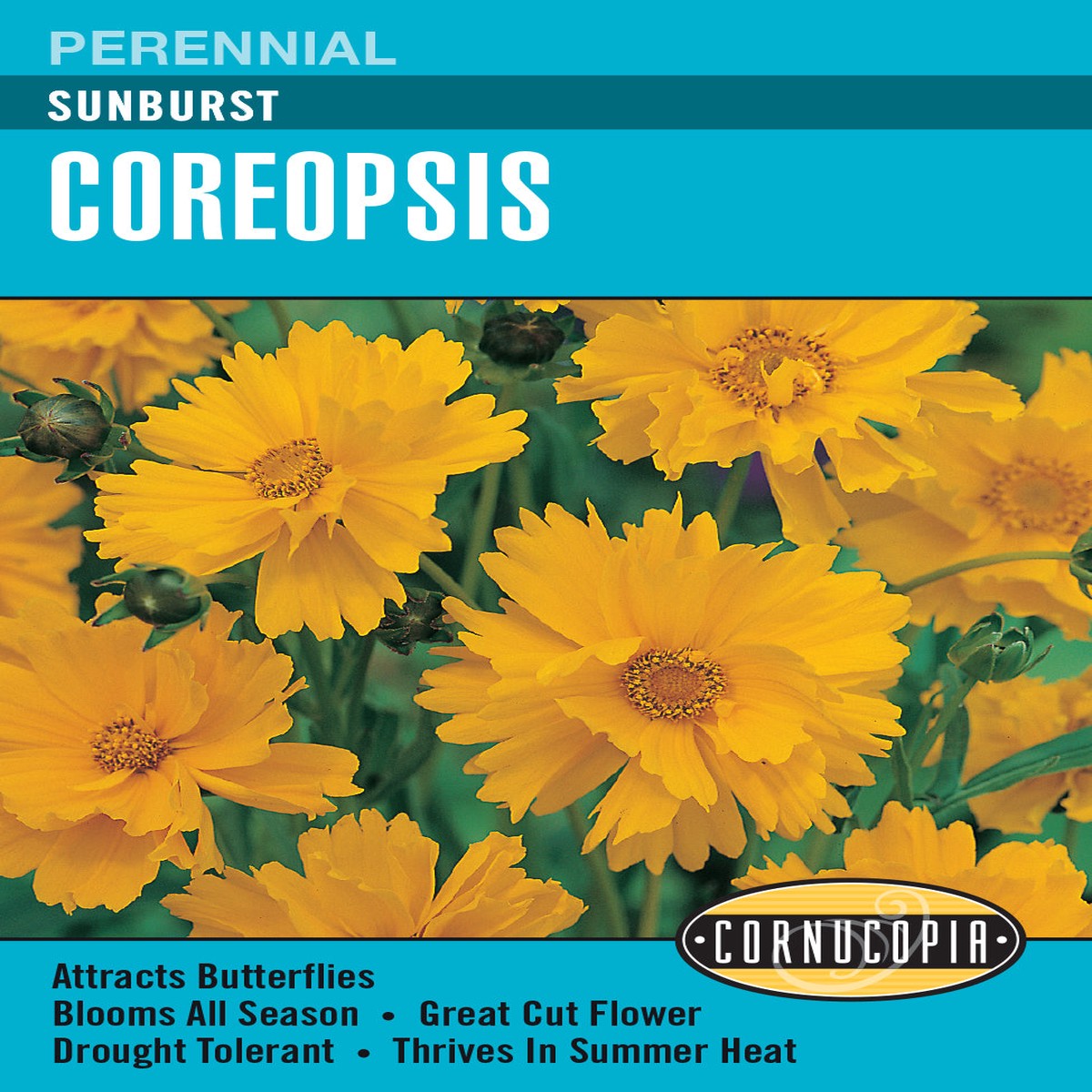 Coreopsis Sunburst - Cornucopia Seeds