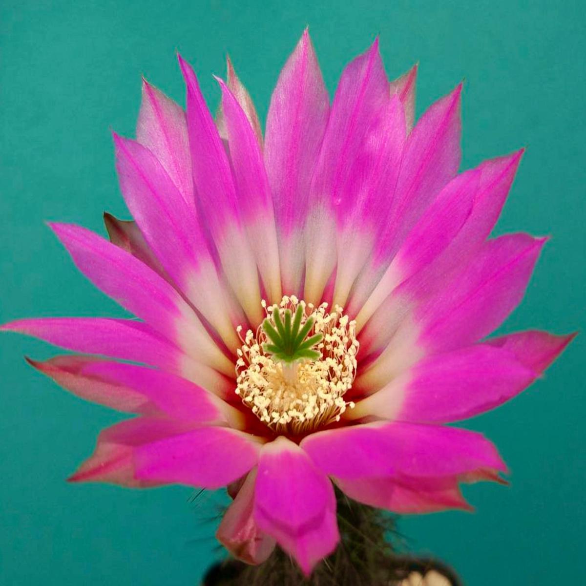 Echinocereus chisoensis HK373 SEEDS