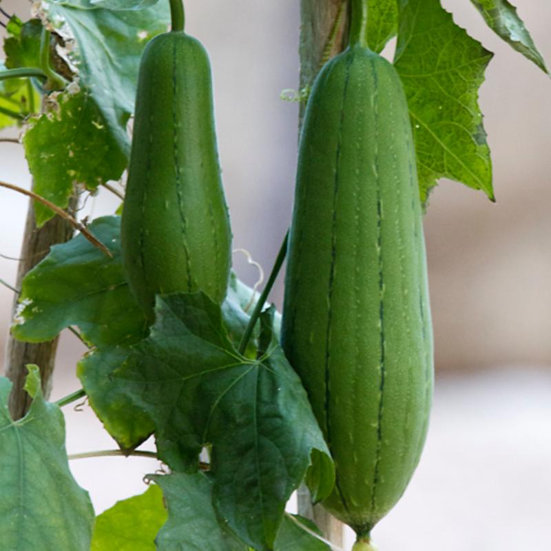 Gourd Luffa Cylindrica Vegetable X 10 Seeds