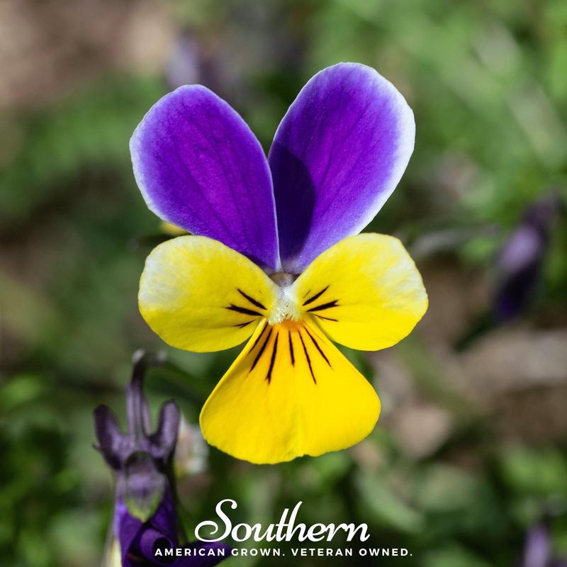 Johnny Jump Up Viola 200 Seeds