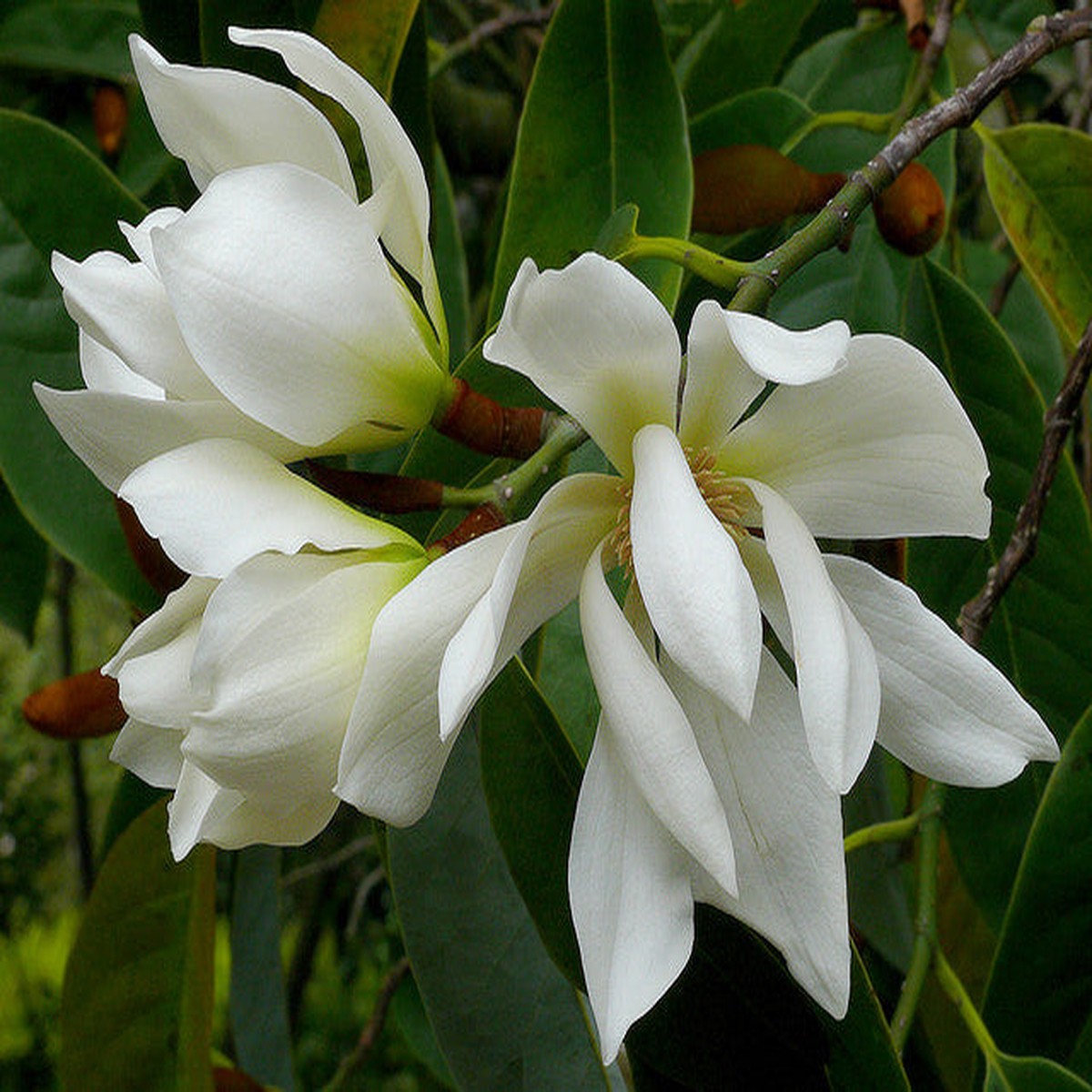 Michelia Excelsa Tree 10 Seeds, Very Fragrant Temple Magnolia Doltsopa