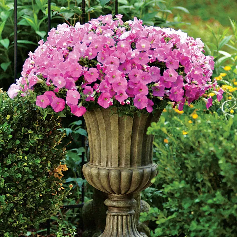Shock Wave Pink Shades Petunia Seeds