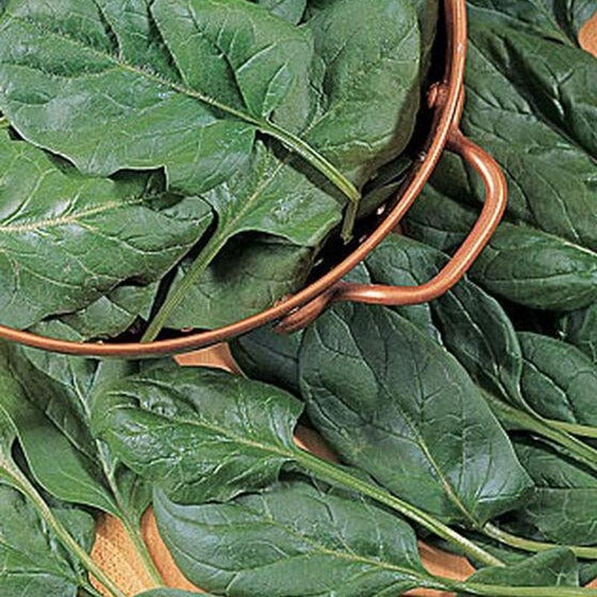 Spinach Baby8217s Leaf Hybrid 8211 Burpee Seeds