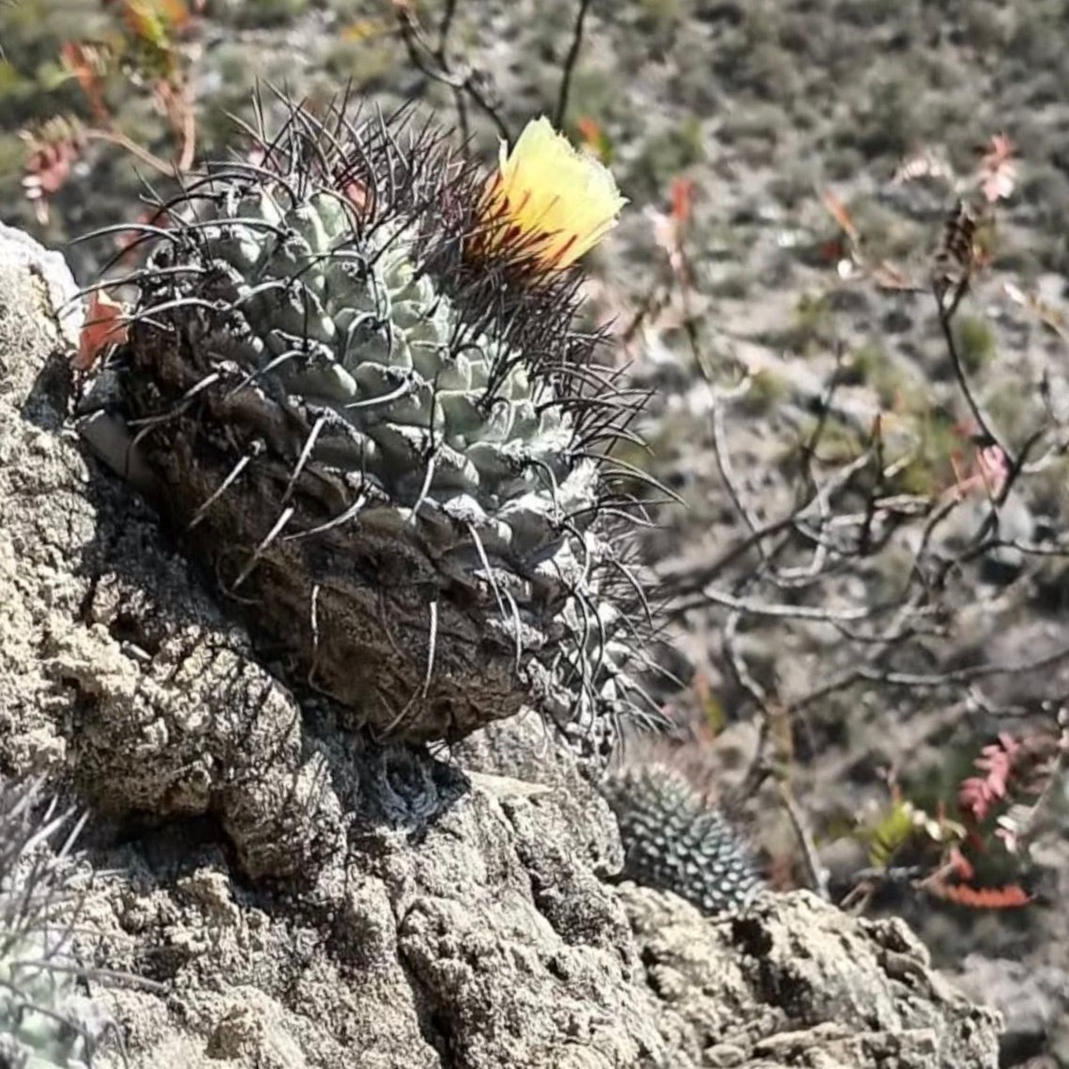 Strombocactus corregidorae SEEDS