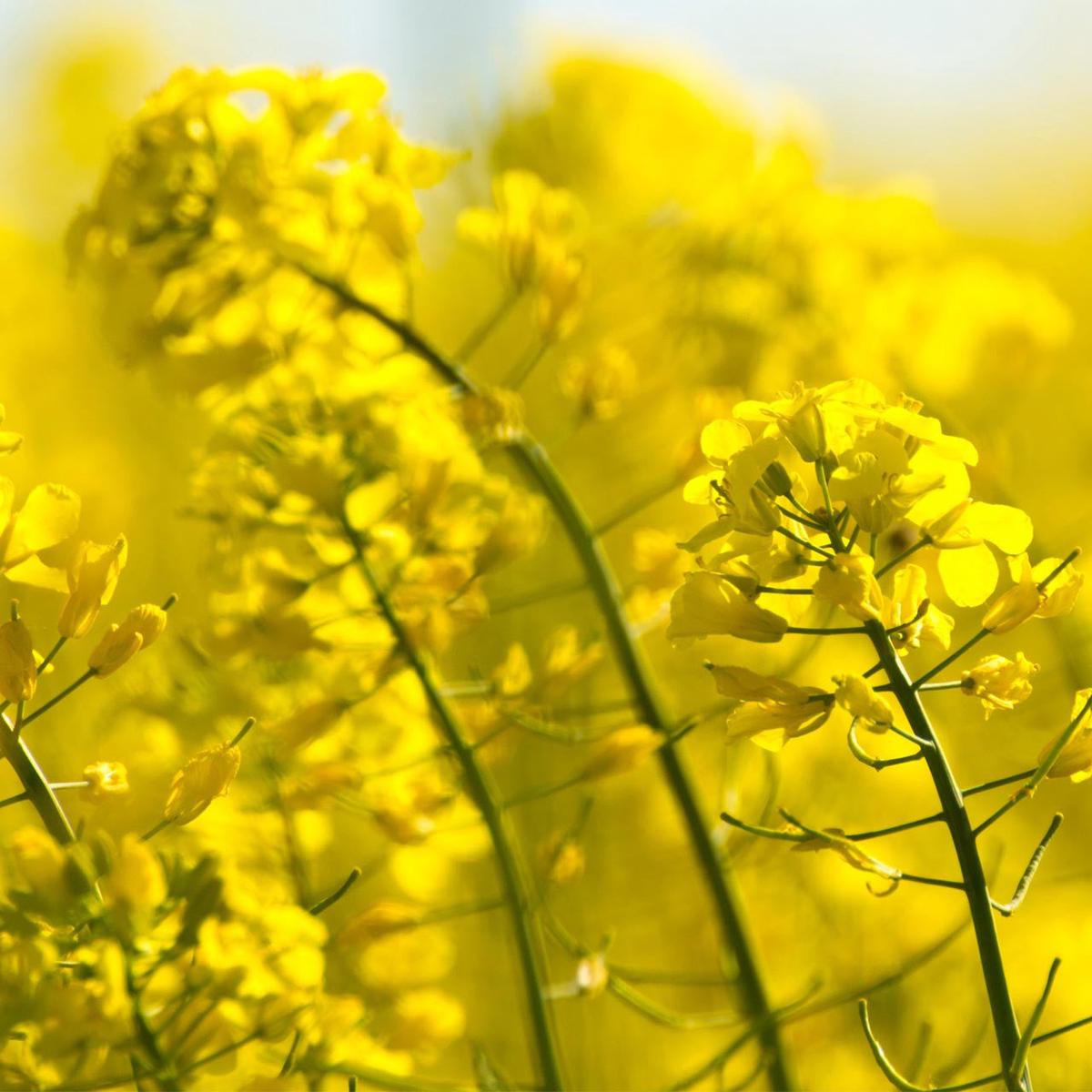 Yellow Mustard (Sinapis alba)