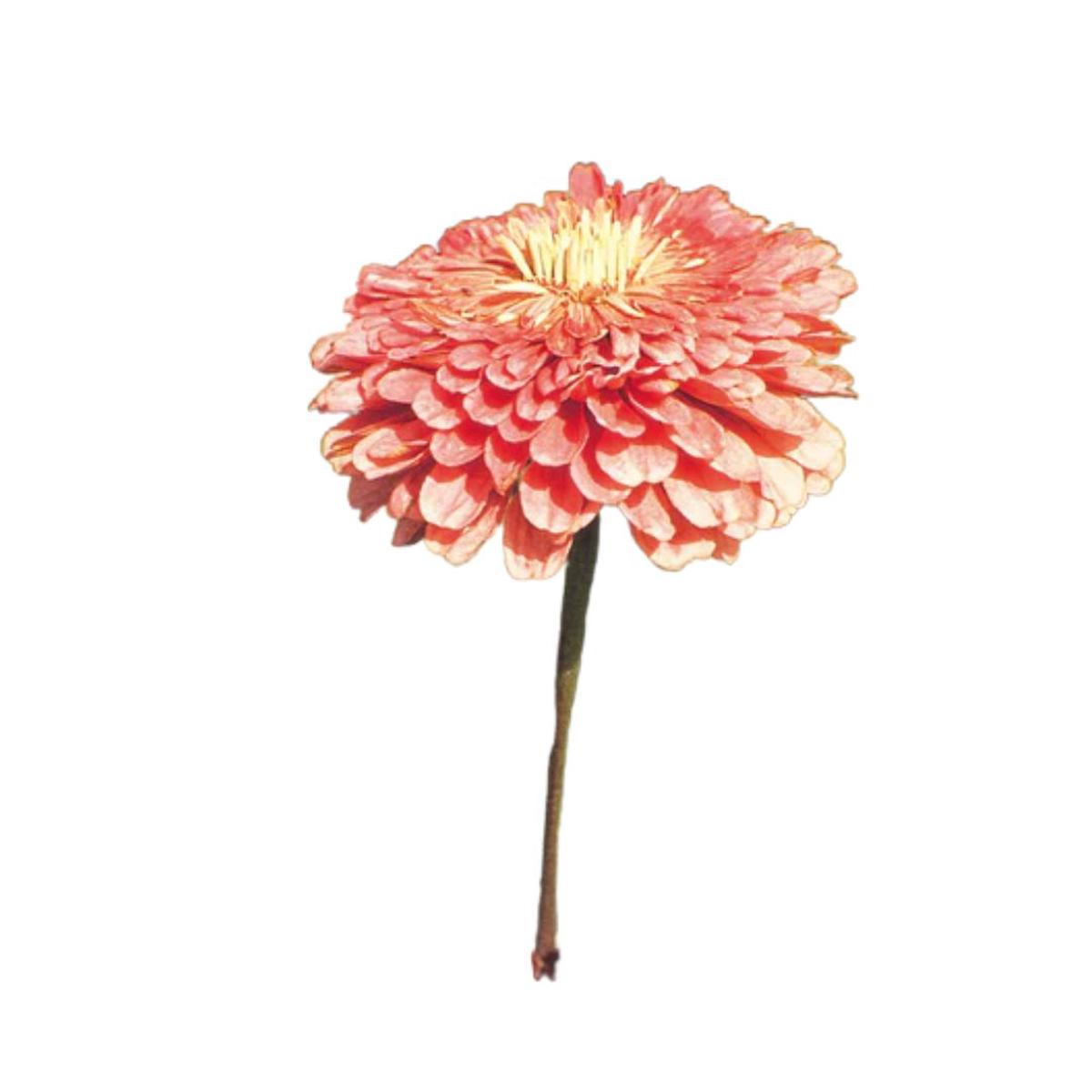 Zinnia Benary's Giant Salmon Rose
