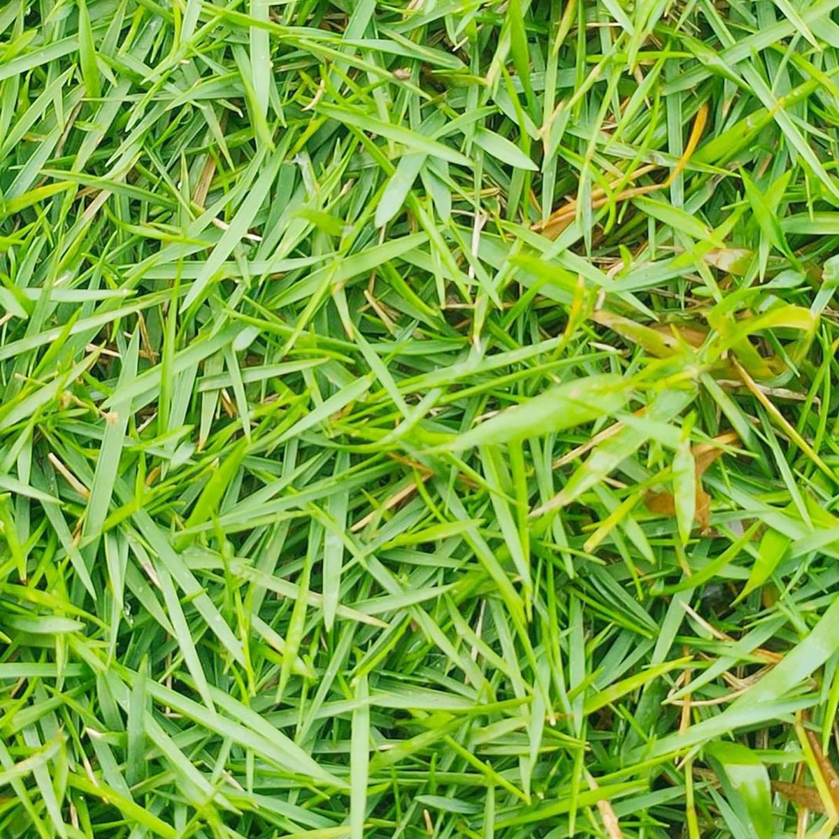 Zoysia Grass Warm-Season Grass Dense, Carpet-Like Growth, Fine Texture, and Overall Durability for Lawns, Golf Courses, and Other Landscape Applications 1/8 lb Grass Seeds
