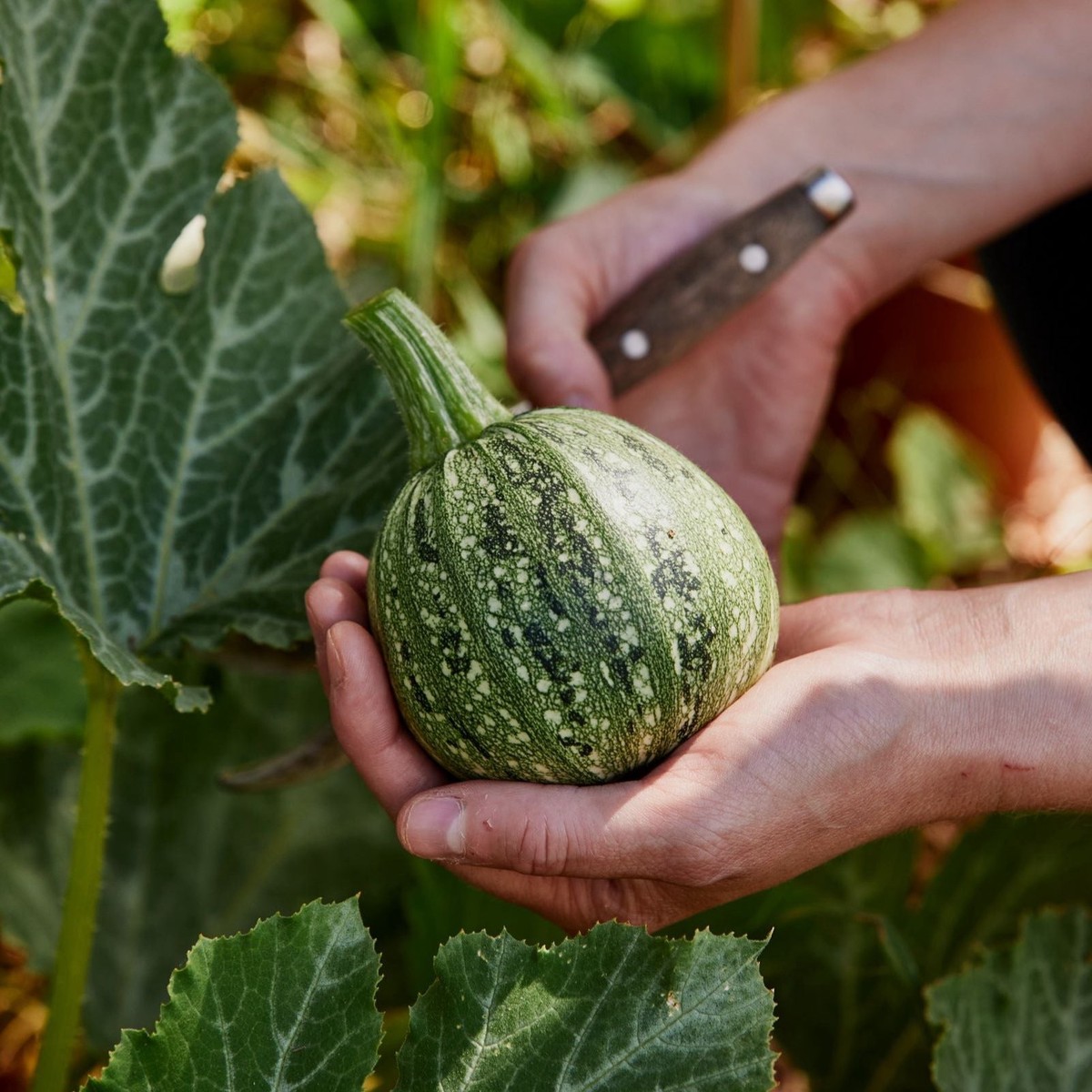 Zucchini Ronde De Nice Vegetable | X 15 Seeds