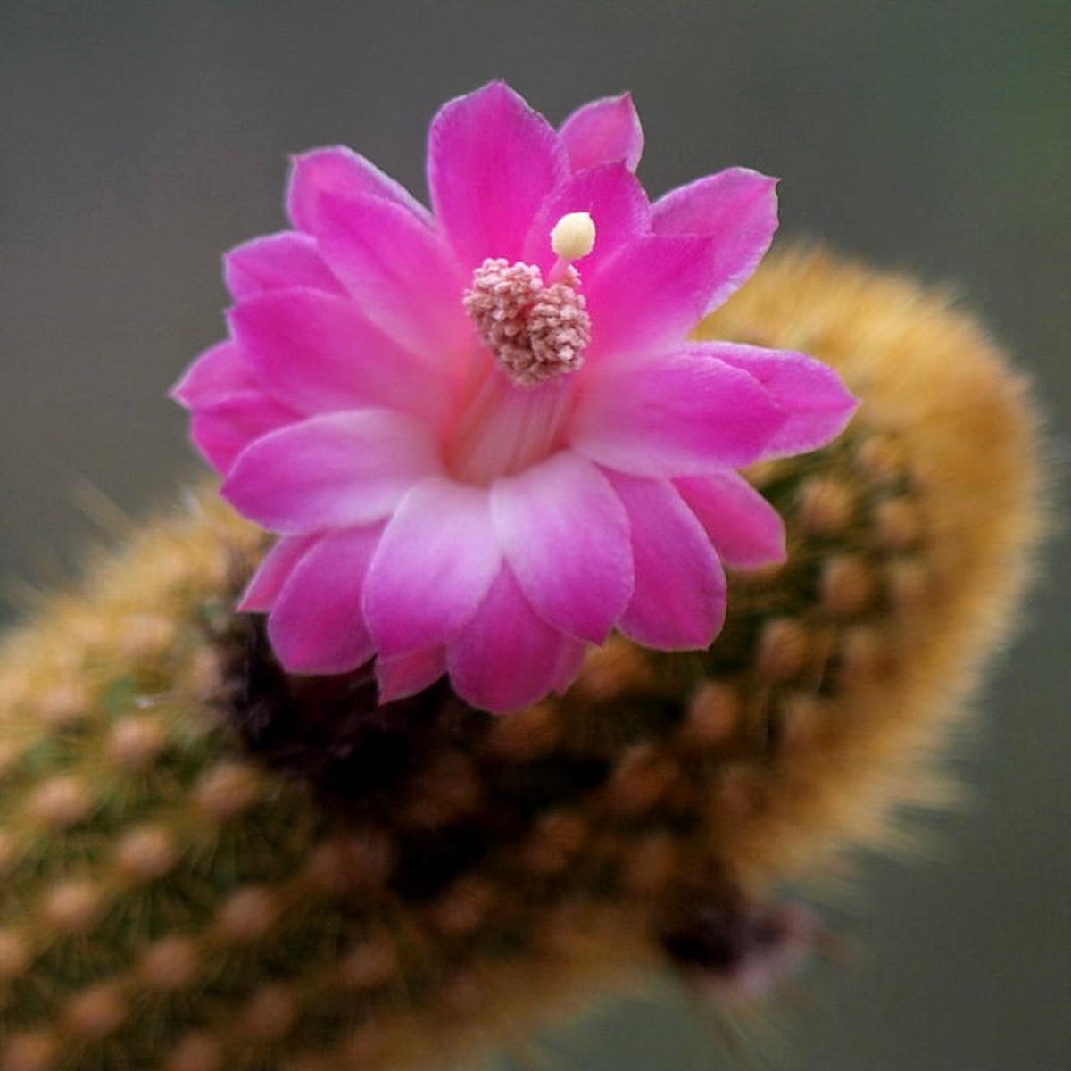 Akersia roseiflora SEEDS