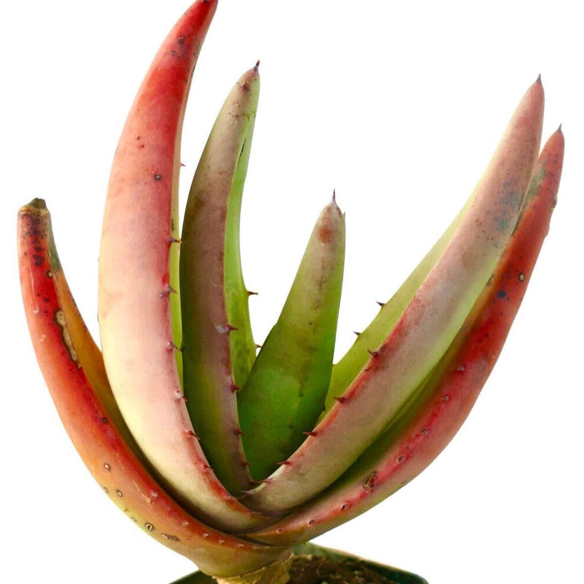 Aloe petricola SEEDS