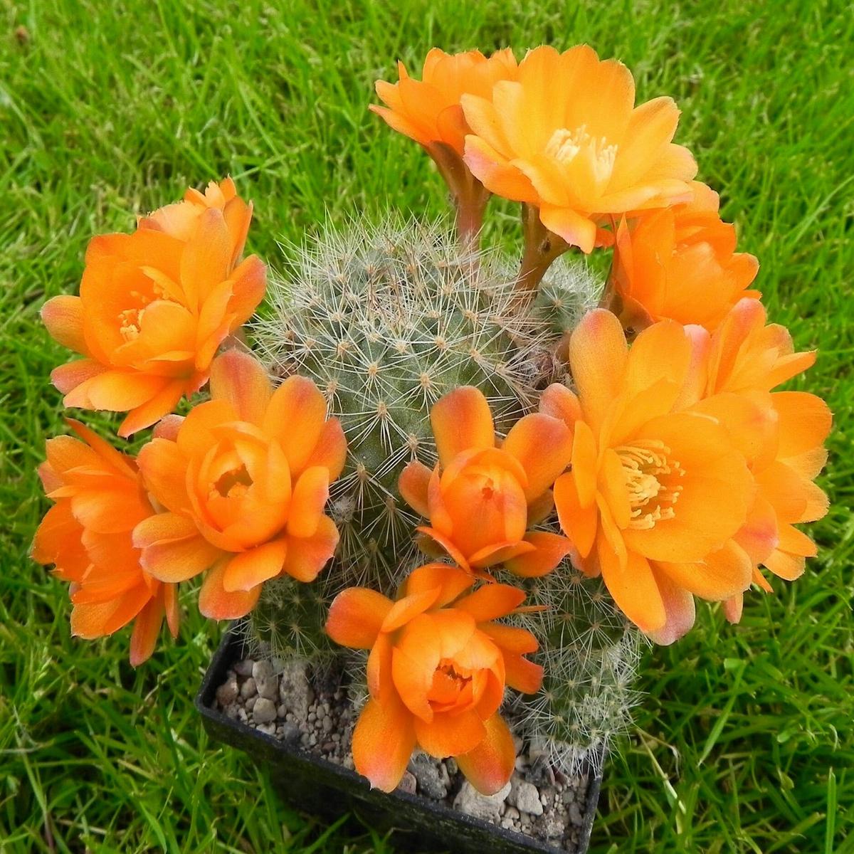 Aylostera deminuta SEEDS