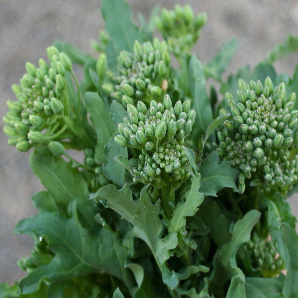 Broccoli Raab - 100 Seeds - Veggie