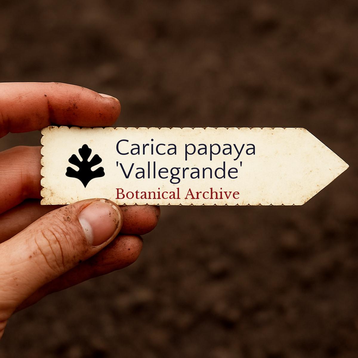 Carica papaya 'Vallegrande' SEEDS