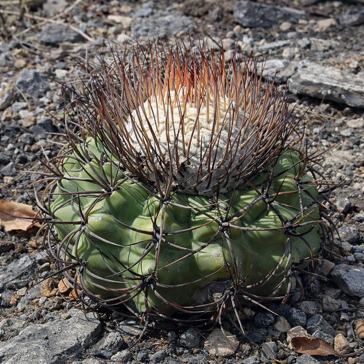 Discocactus sp. HU 431 SEEDS