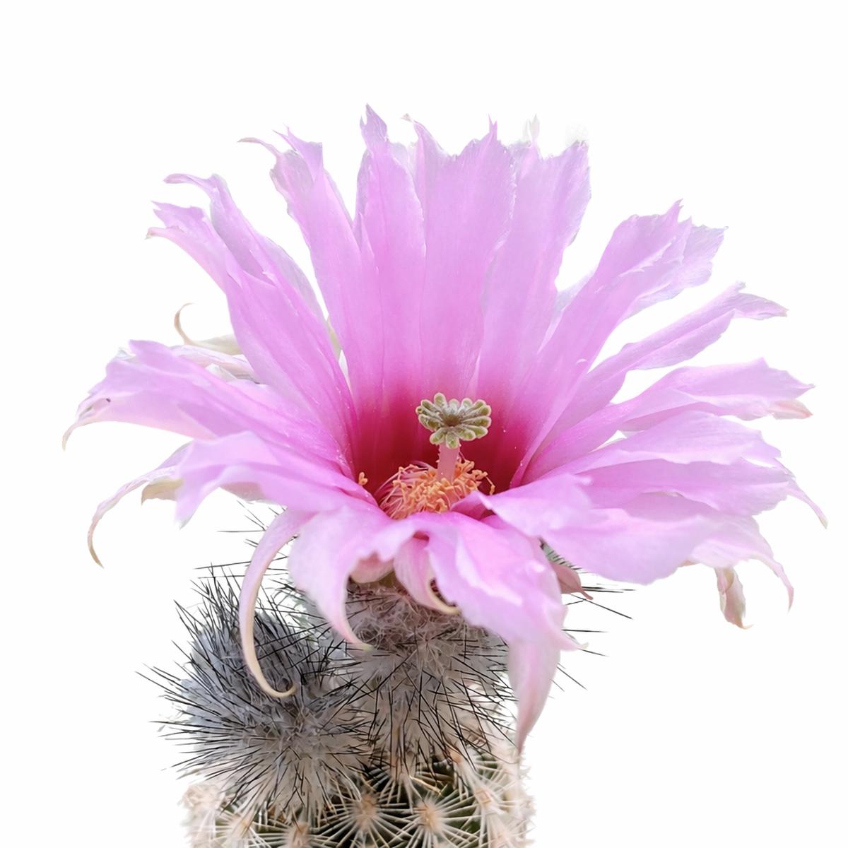 Echinocereus fitchii SB853 SEEDS