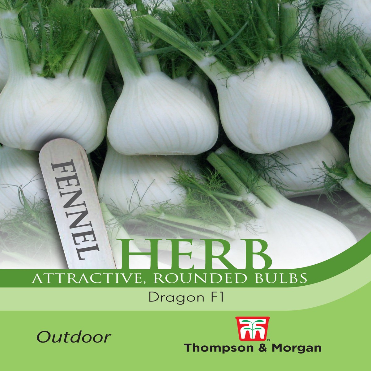 Herb Fennel Dragon F1 Hybrid