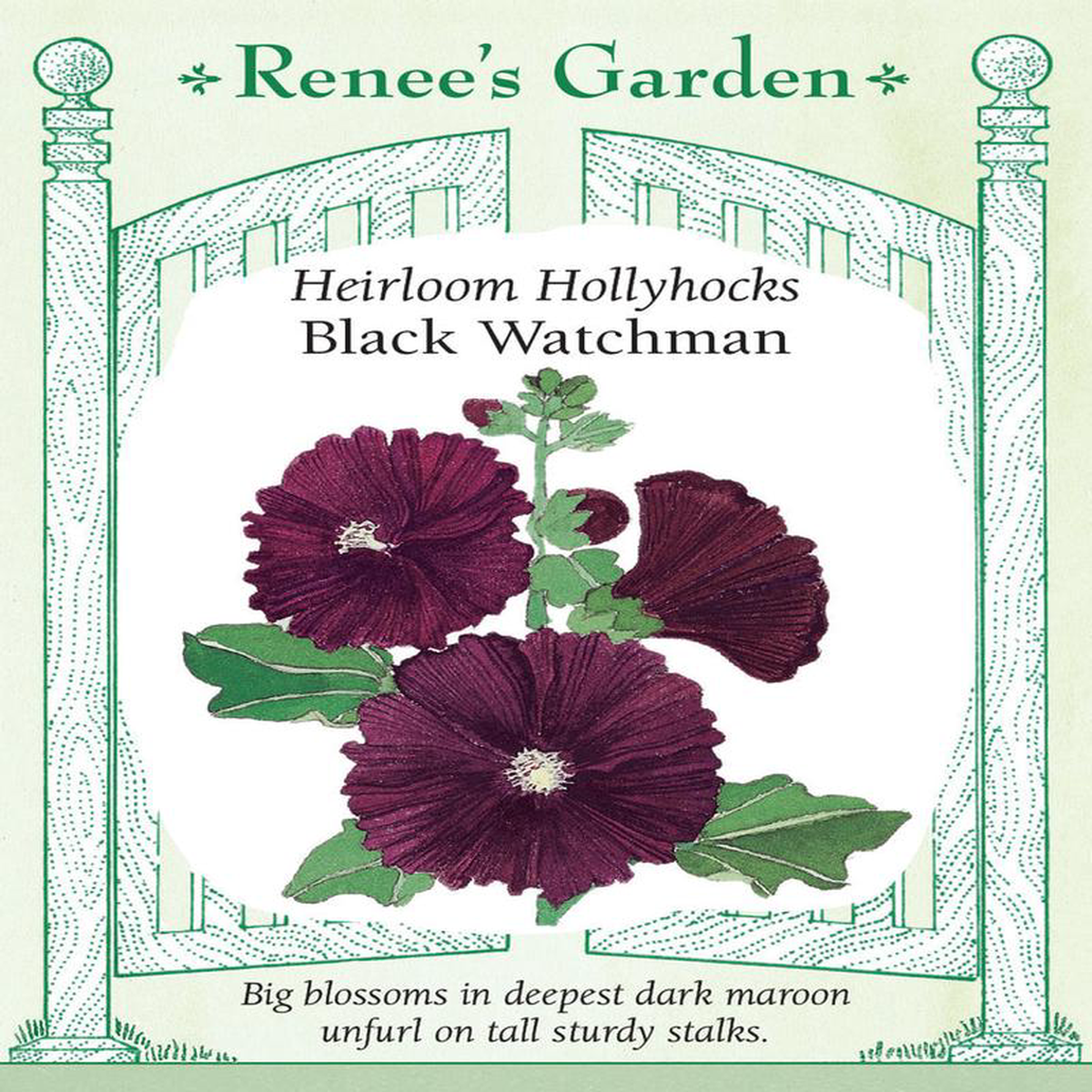 Hollyhock Black Watchman 8211 Renee8217s Garden