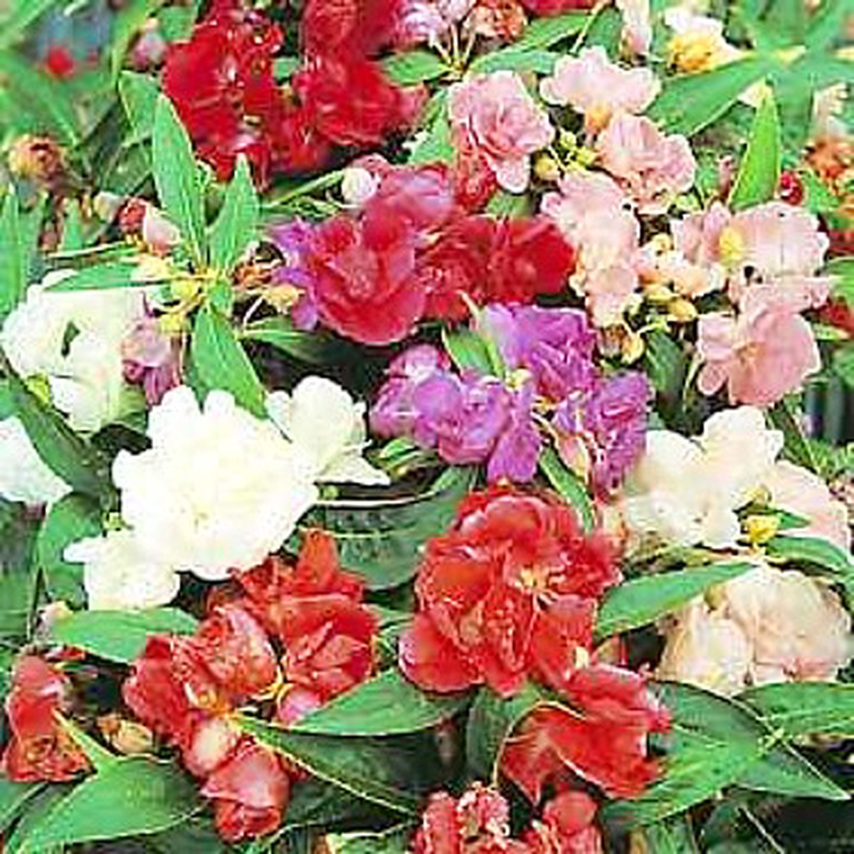 Impatiens balsamina- Balsam - Annual - 200 seeds