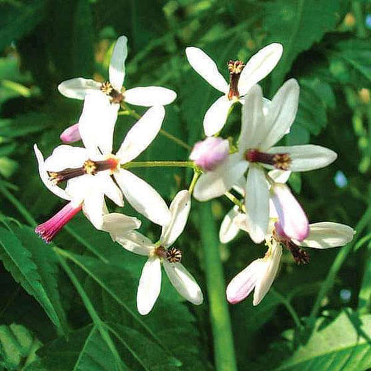 Melia Composita Melia Dubia 8211 05 kg Seeds