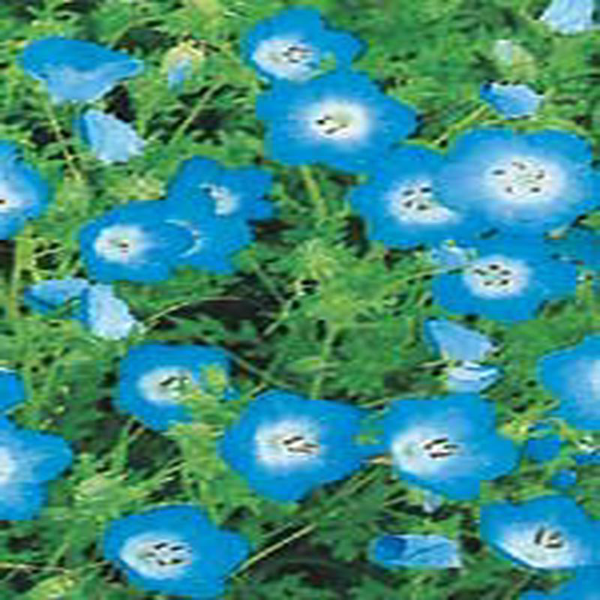 Nemophila Baby Blue Eyes 8211 Ontario Seed Company