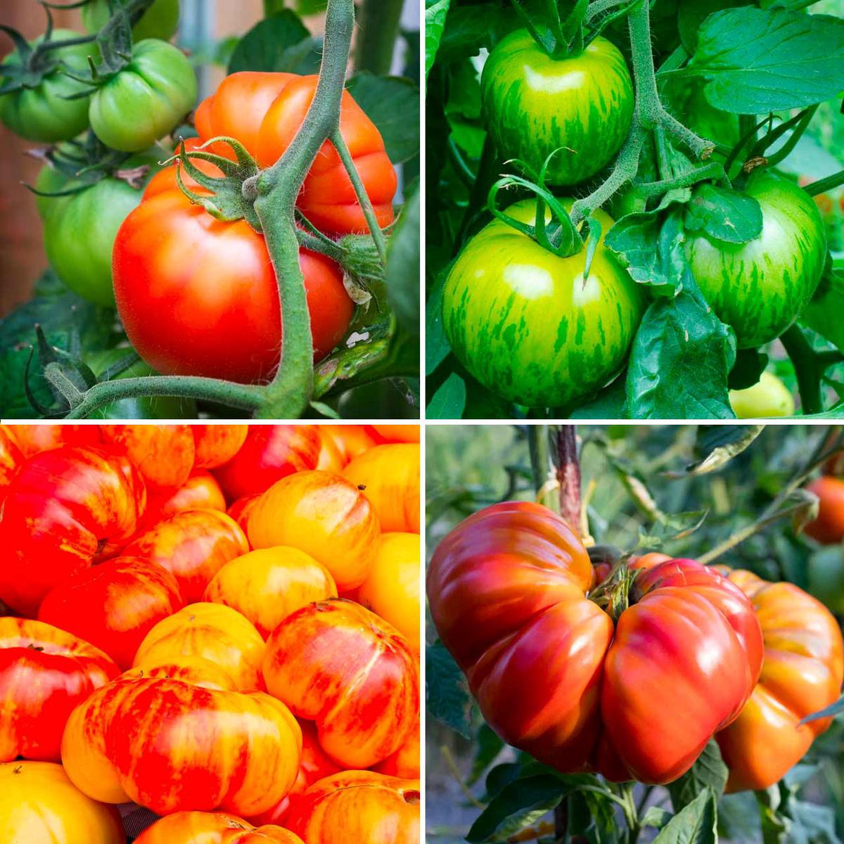 Organic Rainbow Slicer Tomato Collection Indeterminate