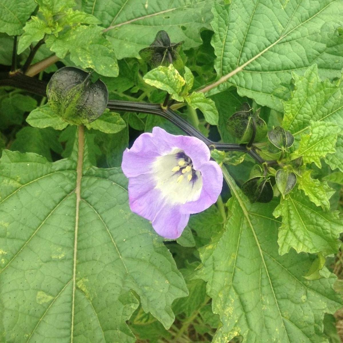 Organic Shoofly - Metchosin Farm Seeds