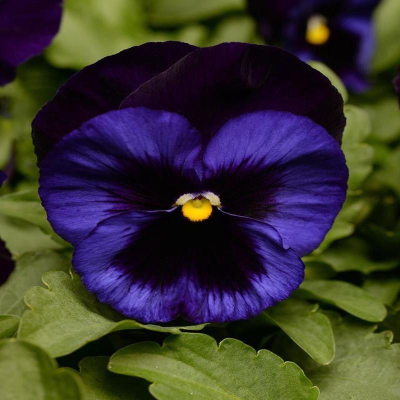 Pansy Punch Denim - 10 seeds