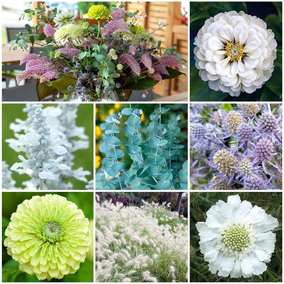 Parks Premium Bouquet Flower Seed Collection