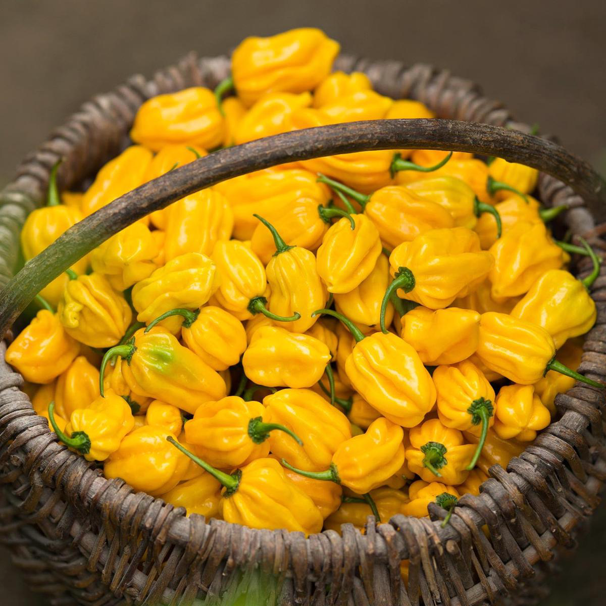 Sweet Yellow Habanero Pepper (Capsicum annuum)