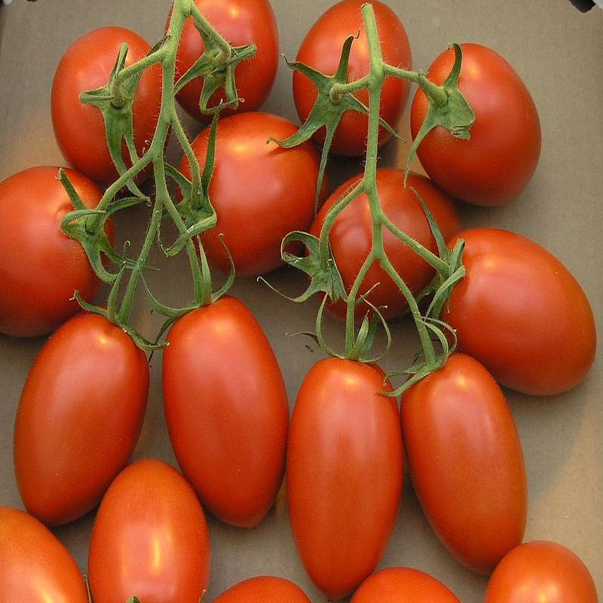 Tomato Cherry Roma 8211 Eagleridge Seeds