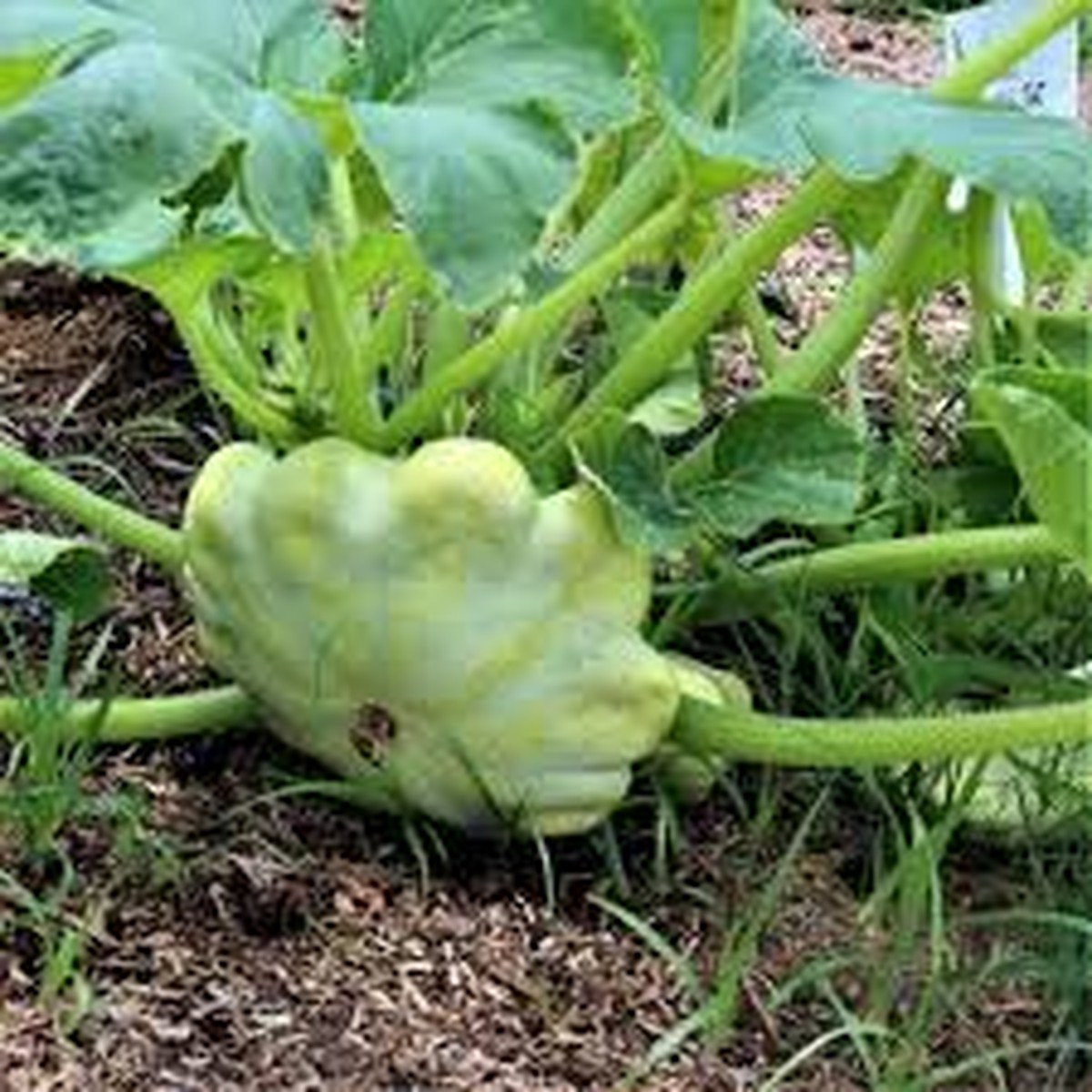 15 Seeds Bennings Green Tint Scallop Squash (Cucurbita pepo) Heirloom Pattypan Squash with Tender Flavor