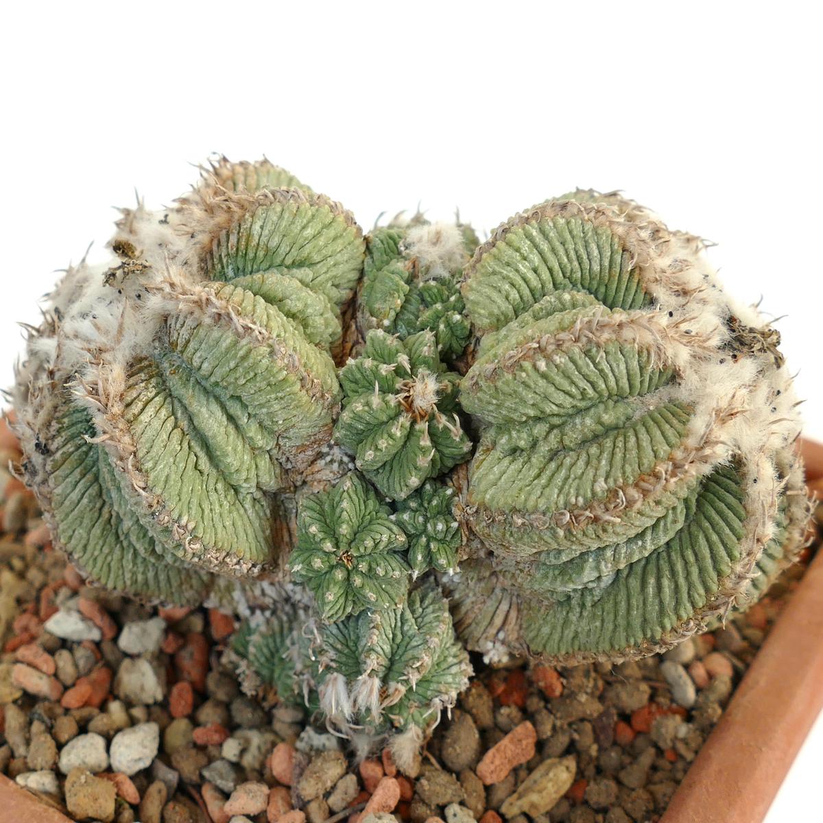 Aztekium ritteri SEEDS