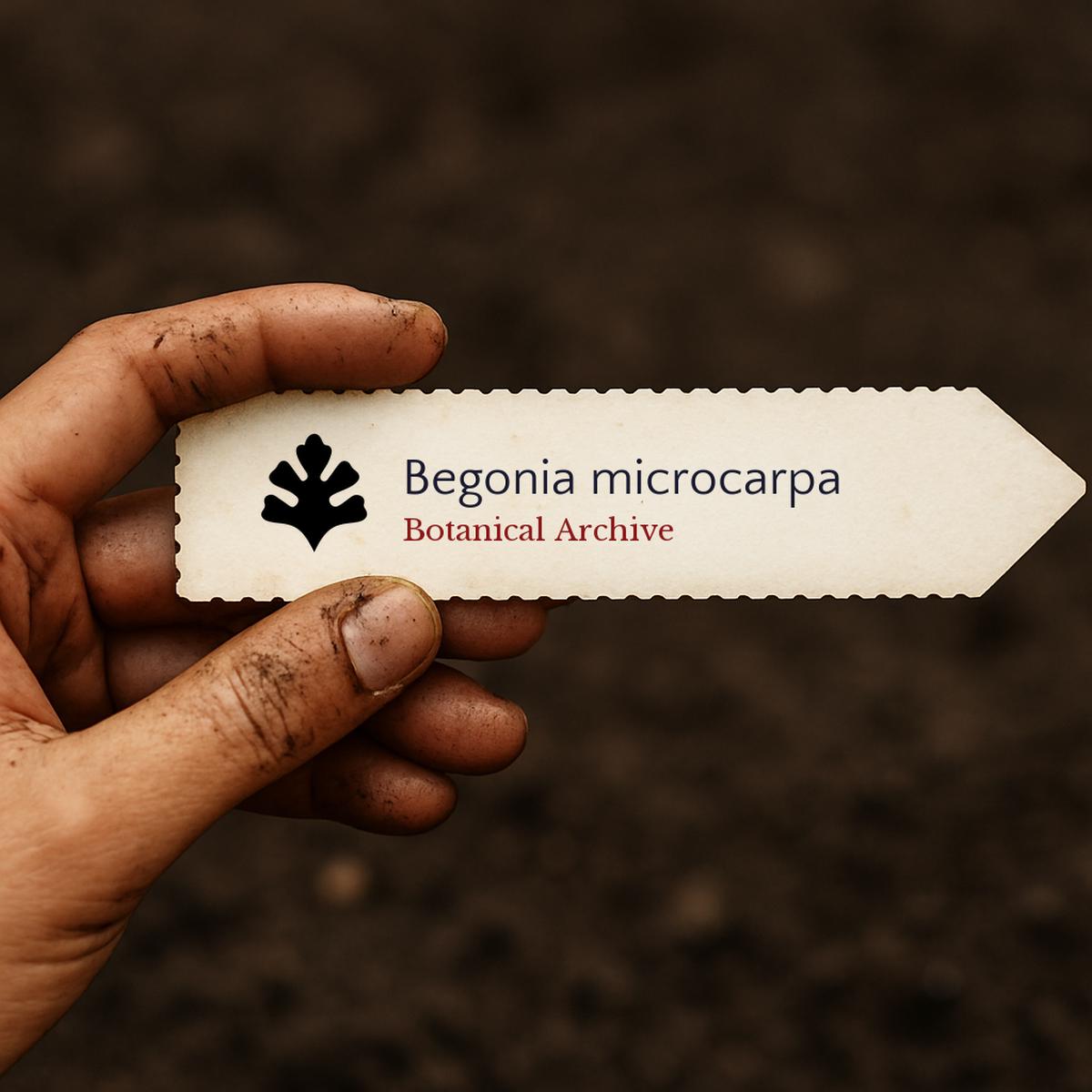 Begonia microcarpa SEEDS