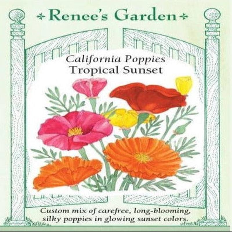 California Poppy Tropical Sunset - Renee`s Garden