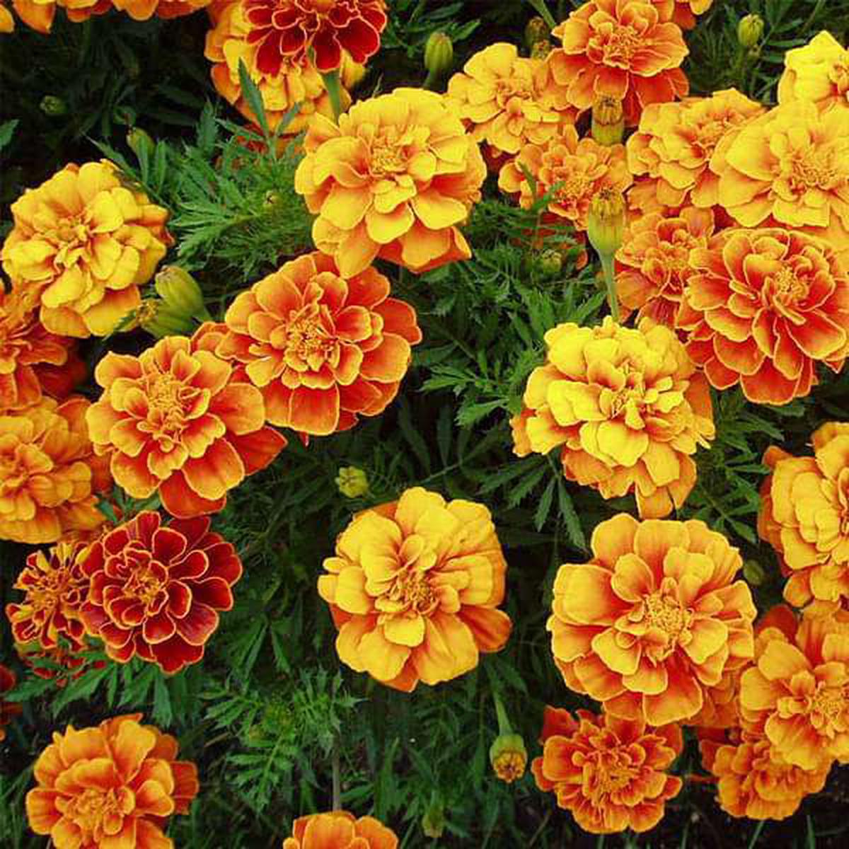 Marigold Guljafri Mixed Color - Desi Flower Seeds - Default Title