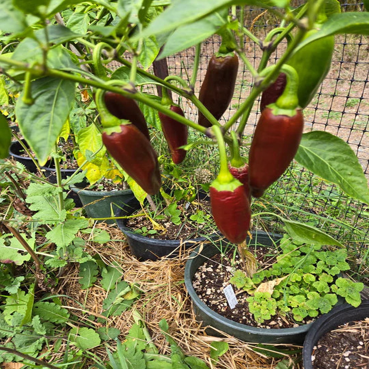 Pepper Brown Jalapeno - Eagleridge Seeds