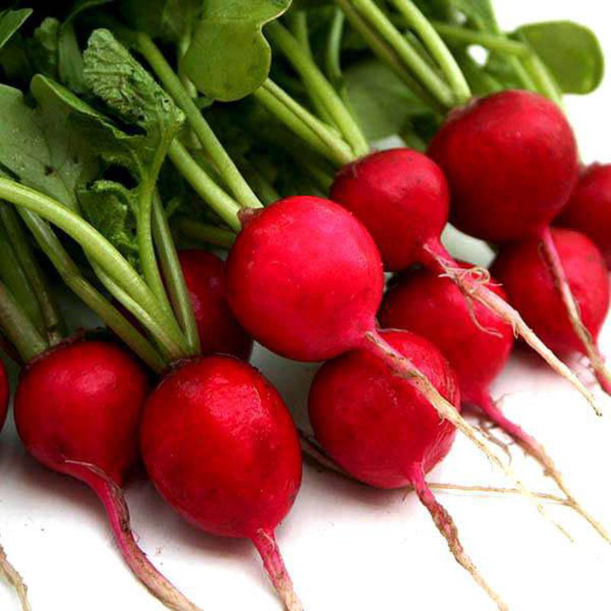 Radish Imported Scarlet Red Globe 8211 Vegetable Seeds
