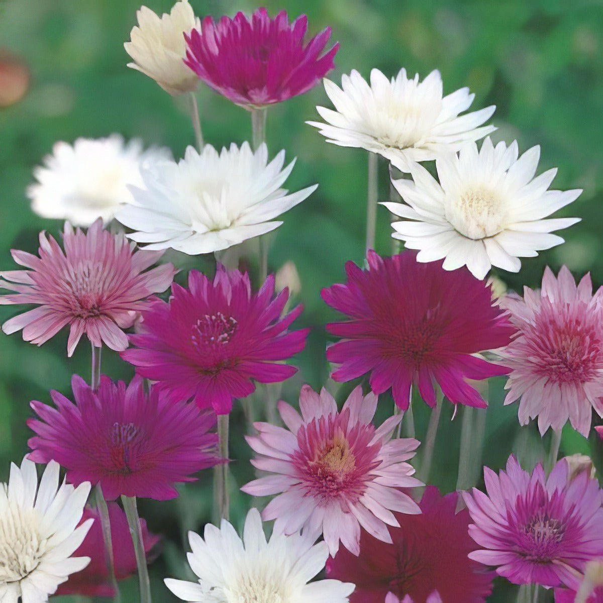 Seed - Xeranthemum Mixed