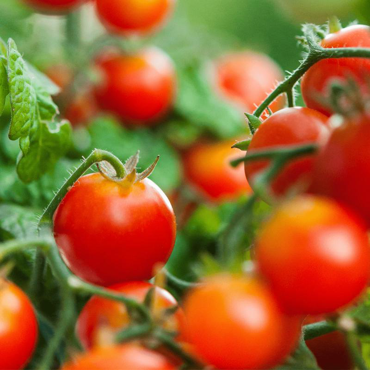 Tomato Gardener8217s Delight 8211 Salt Spring Seeds