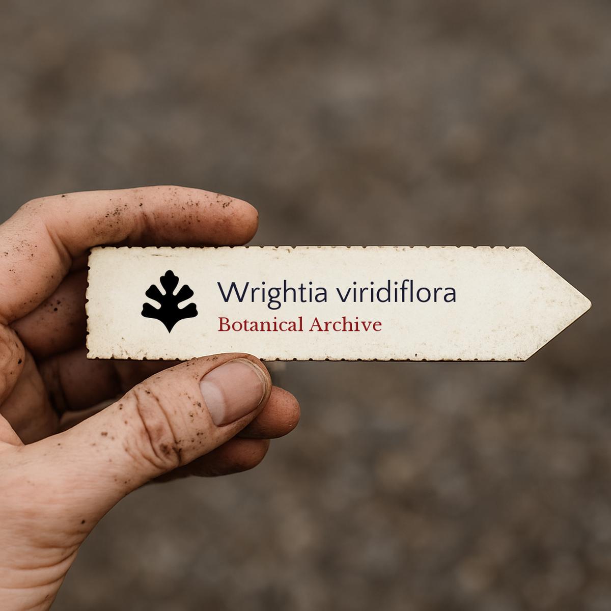 Wrightia viridiflora SEEDS